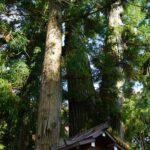 巳の神杉の幹