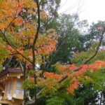 橿原神宮の紅葉と社殿