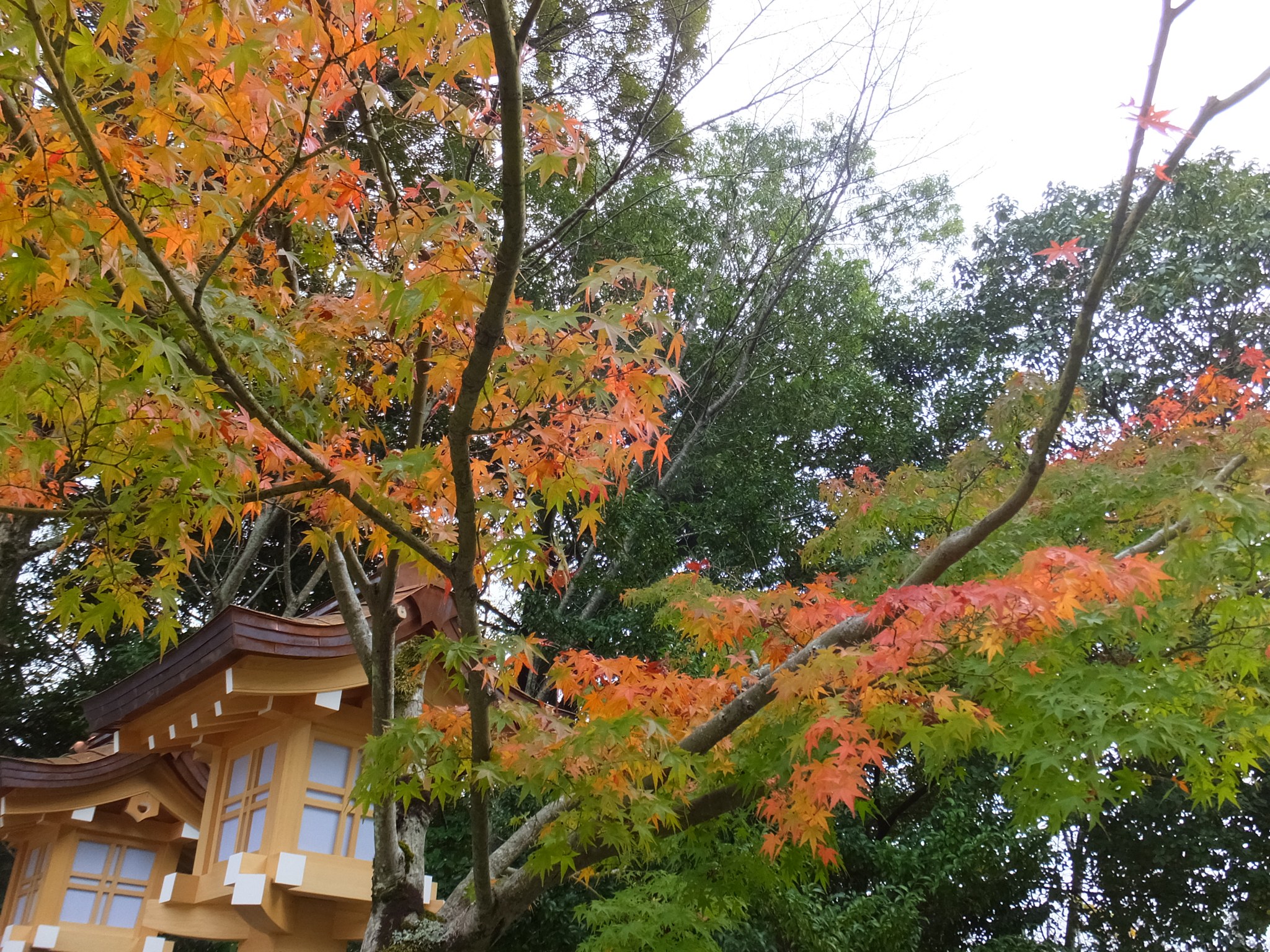 橿原神宮の紅葉と社殿