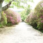長岳寺の大門から続く平戸つつじの参道