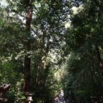 大神神社の参道