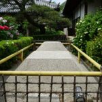 石光寺の参道と両脇に咲くぼたん