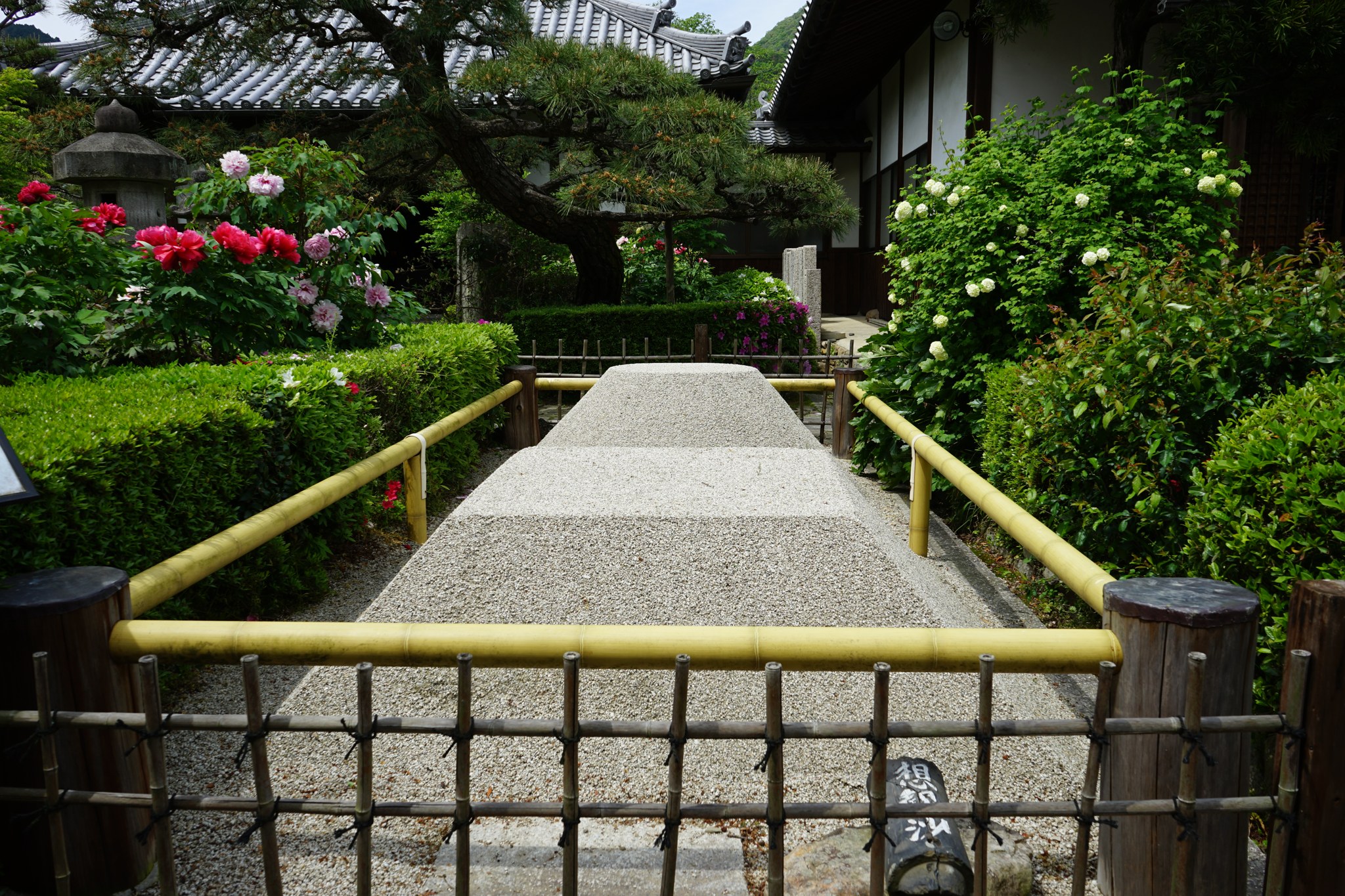 石光寺の参道と両脇に咲くぼたん