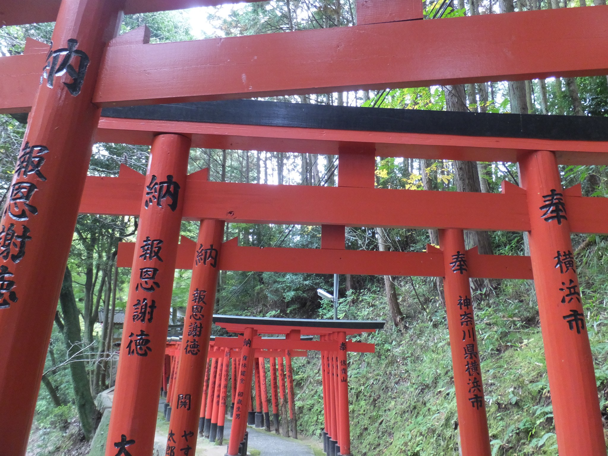 奉納者の名が記された朱色の鳥居が連なる参道
