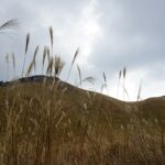 曇り空に揺れる曽爾高原のススキの穂