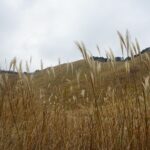 曽爾高原のススキと緑の丘