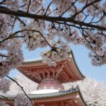桜の枝ごしに見上げる壷阪寺の多宝塔と三重塔