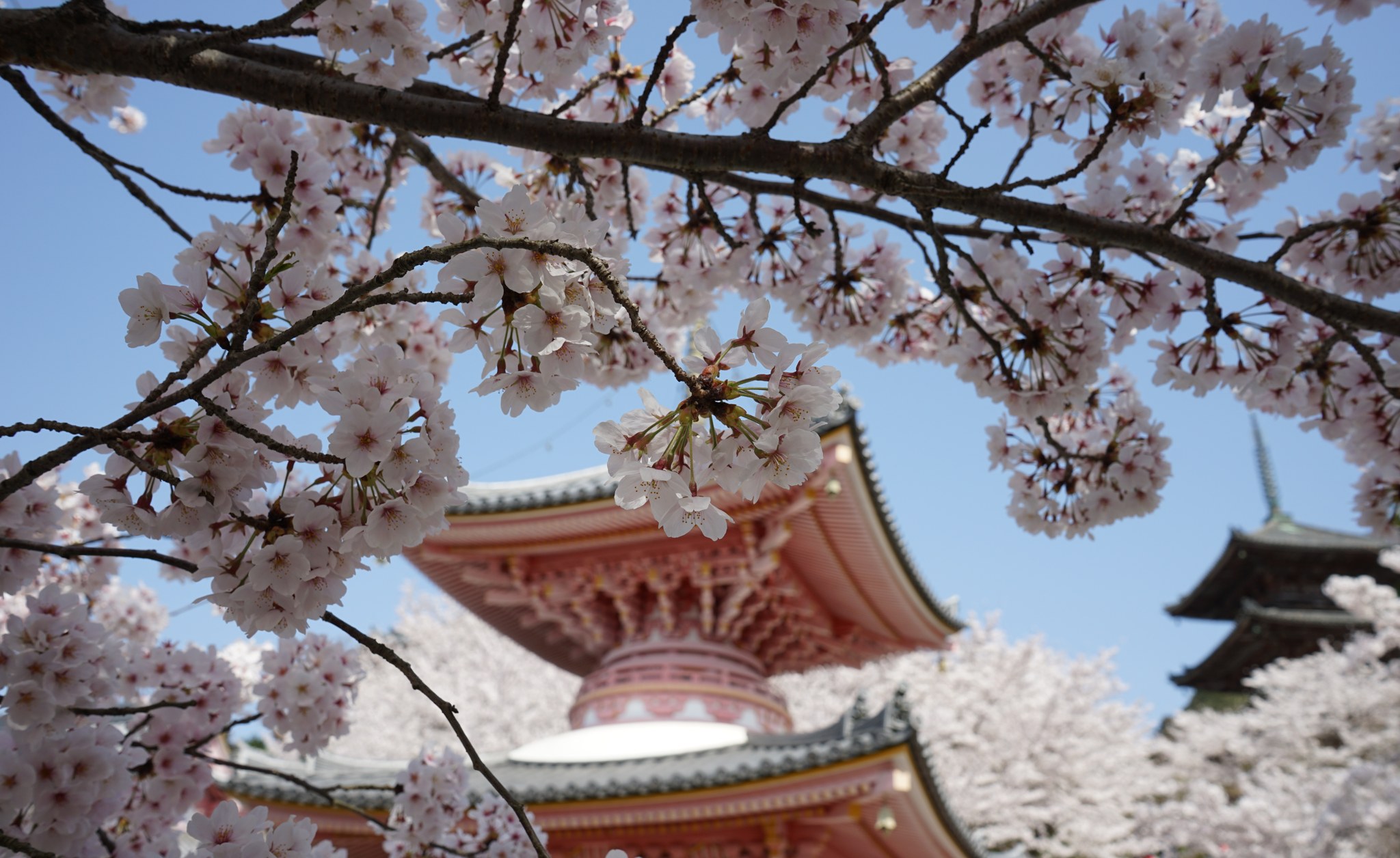 桜の枝ごしに見上げる壷阪寺の多宝塔と三重塔