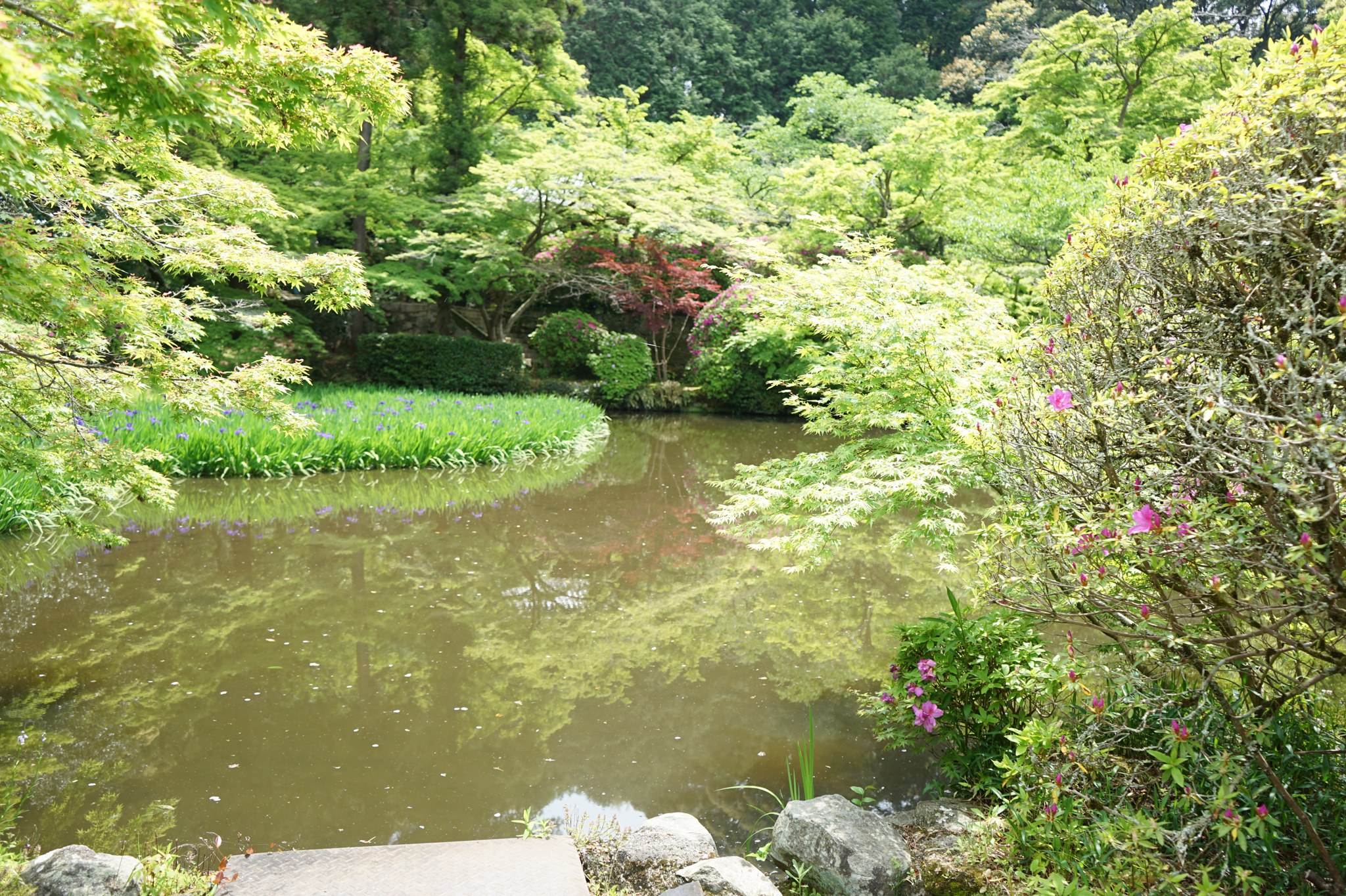 長岳寺の放生池を中心とした庭園とかきつばた