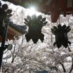 お堂の軒に吊るされた灯籠と桜のシルエット、差し込む光