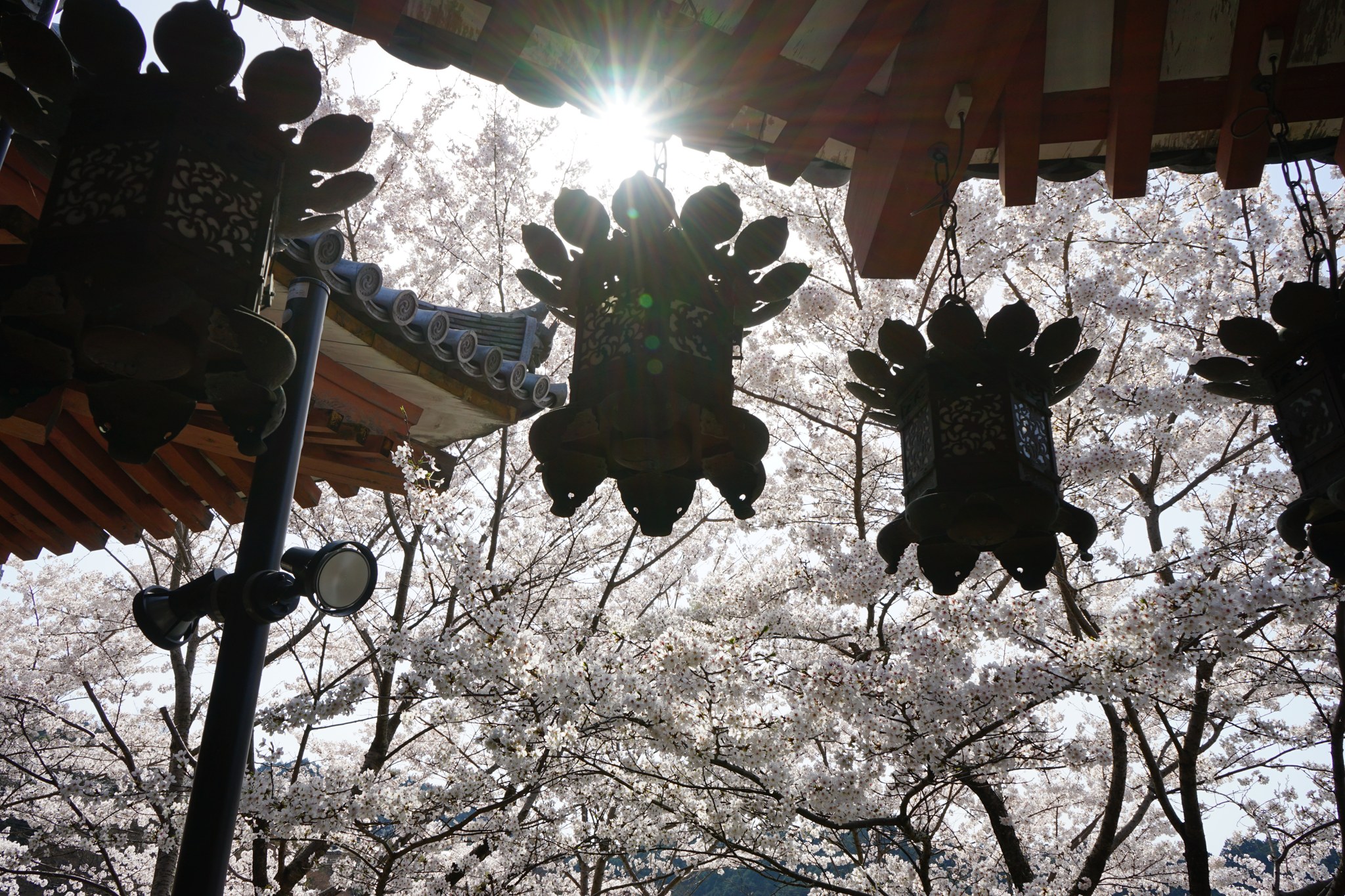 お堂の軒に吊るされた灯籠と桜のシルエット、差し込む光