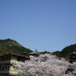 壷阪寺の伽藍と三重塔・多宝塔、桜の遠景